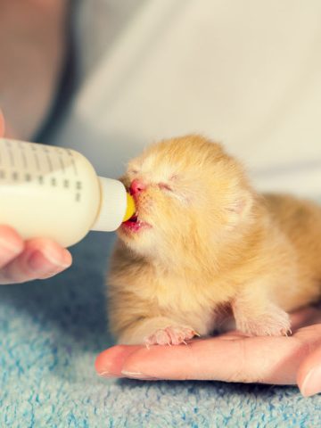 What is the best formula for kitten food for orphaned kittens?