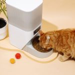 How to Choose the Right Best Kitten Foods
